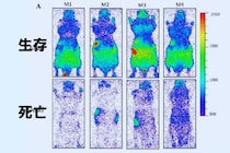 あらゆる生命は生きているうちは光を発しているが、死ぬと消えてしまう