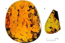 9900万年前の琥珀から「新種のヤモリ」を発見、ミャンマー