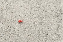 コンクリートでよく見かける赤い虫が「まっ赤な理由」を解説