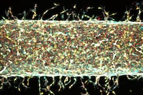 MITが磁石を使って人工血管を培養することに成功