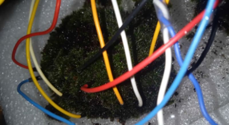 コケが神経ネットワークを思わせる電気パターンを示した