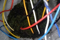 コケが神経ネットワークを思わせる電気パターンを示した