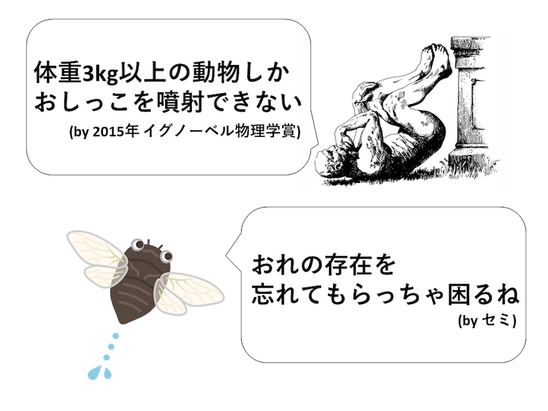 「動物たちのおしっこの法則(イグノーベル賞)」にセミだけ従っていなかった