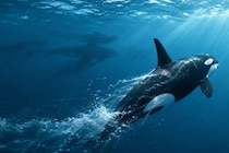 シャチでさえ遭遇を避ける「海の生物」がいた