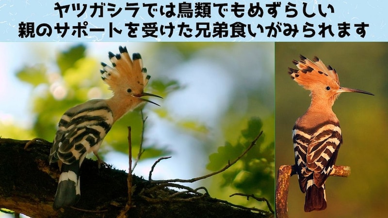 余分な卵は保険かそれとも食糧庫か?