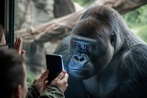 来園者のスマホに心奪われ「スマホ中毒」になったゴリラ