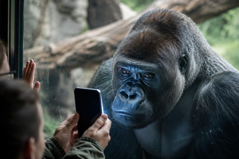 来園者のスマホに心奪われ「スマホ中毒」になったゴリラ