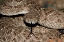 10倍強力な「抗毒素」を開発、ガラガラヘビ「血中タンパク質」の組み合わせで誕生