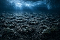 南極の海底に隠されていた「魚の帝国」を発見