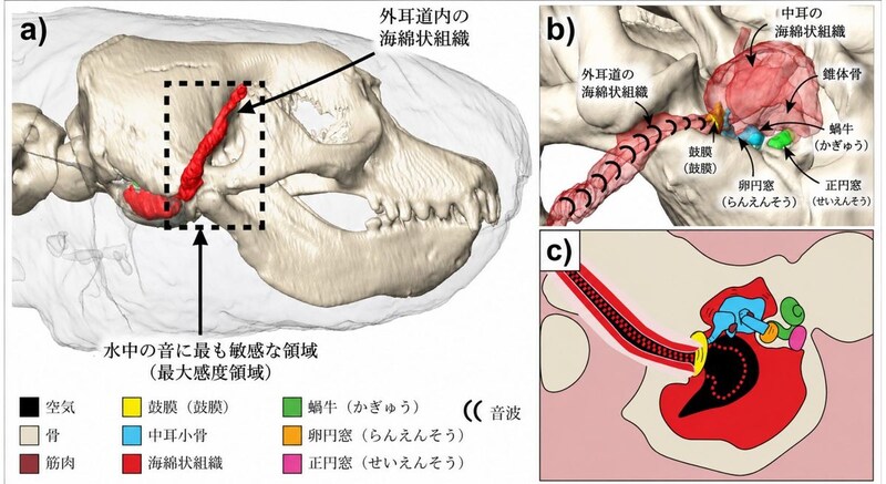アザラシは水中音を聞くため耳を海綿状組織によって埋める