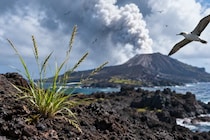 火山噴火で海にできた西之島への「植物の侵入経路」を解明