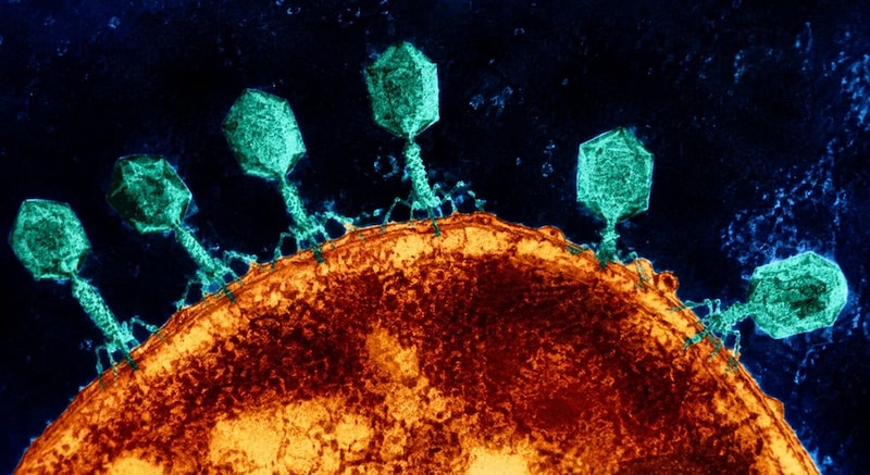 細菌から「奪った武器」を搭載したウイルスが薬剤耐性菌を倒した