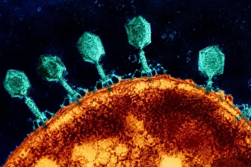 細菌から「奪った武器」を搭載したウイルスが薬剤耐性菌を倒した