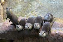 動物園のカワウソは人が来ると「テンションが上がる」と判明