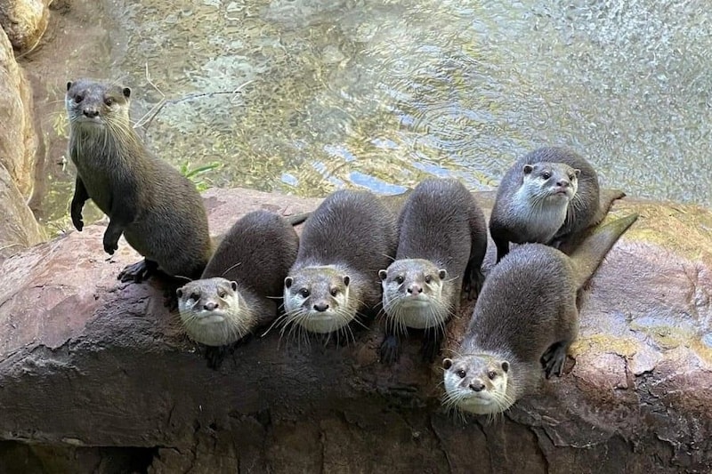 動物園のカワウソは人が来ると「テンションが上がる」と判明
