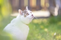 【猫の実態調査】一緒に過ごした時間は「映画2万本」分！ シニアペットのために飼い主ができること