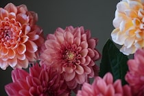 花言葉に救われる日もある【連載vol.3 ー今日花(こんにちばな)通信ー】