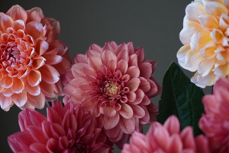 花言葉に救われる日もある【連載vol.3 ー今日花(こんにちばな)通信ー】