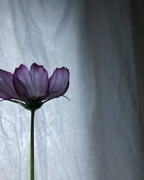 「コスモス」の自然な姿から得られること【連載vol.2ー今日花(こんにちばな)通信ー】