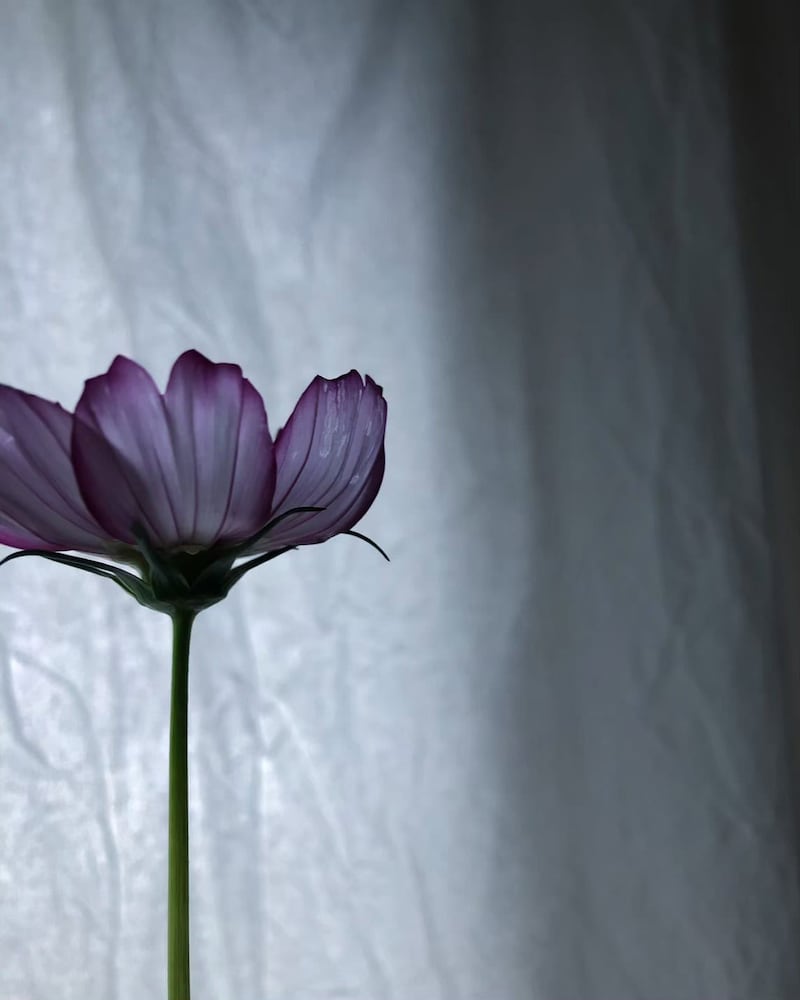 「コスモス」の自然な姿から得られること【連載vol.2ー今日花(こんにちばな)通信ー】