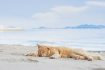 【50代カメラ旅・瀬戸内海】高松港からのアクセス良好！ 男木島でアートと猫を満喫