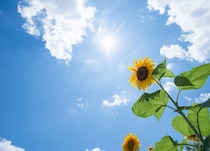 【50代のこよみ養生 Vol.39】見逃すと危険!?晩夏に起こりやすい“意外な不調”とは