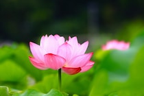 【50代のこよみ養生 Vol.36】美しく生命力の強い蓮（はす）で、真夏の不調を養生しよう