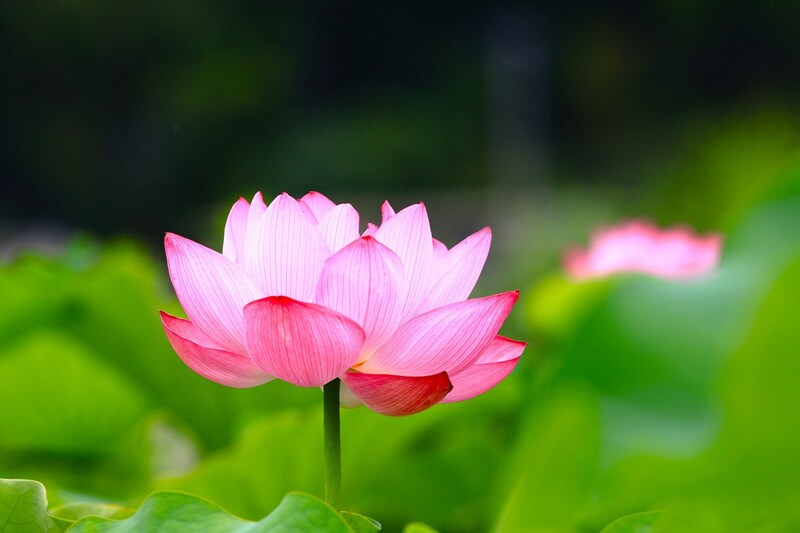 【50代のこよみ養生 Vol.36】美しく生命力の強い蓮(はす)で、真夏の不調を養生しよう