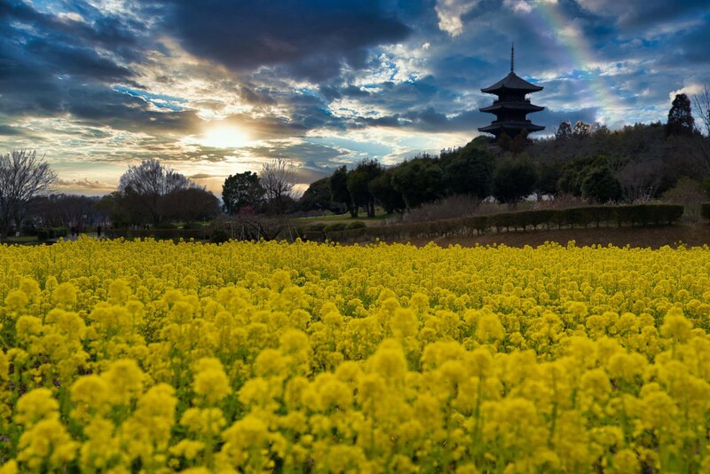 【50代のこよみ養生 Vol.20】あなたは陰と陽、どちらに偏っている?春分は「陰陽バランス」を整えよう