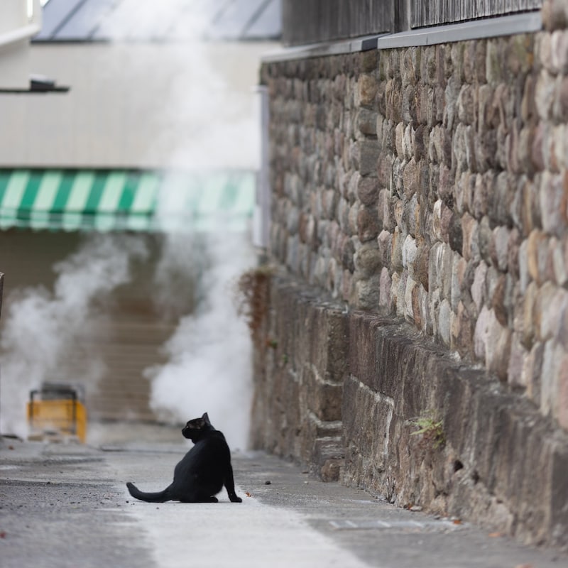 【別府温泉】猫と老舗宿で「ただ、癒やされる」 贅沢な大人のひとり旅