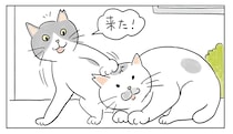 猫マンガ『ねころびもひとしお』第52話『ある意味、平和な日常』（２匹の地域ねこ）