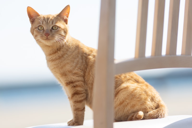 【3泊4日で行く 福岡ひとり旅】フォトジェニックな猫写真を求め、玄界島＆相島へ