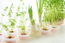 【物価高対策】「リボべジ（再生野菜）」でキッチン菜園！ おすすめ野菜と育て方