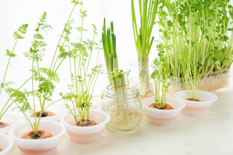 【物価高対策】「リボべジ（再生野菜）」でキッチン菜園！ おすすめ野菜と育て方