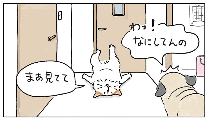 猫マンガ液体？個体！「猫からのプチ挑戦状」