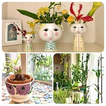 「これが100均のサボテン!?」ダイソー植物を10年以上育てた驚きの姿。IKEA＆プチプラで作る、おしゃれなグリーンインテリアも　～毎日ごきげん帖Vol.20～