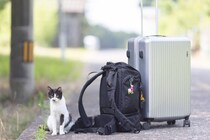 瀬戸内・猫旅の決定版！ 廃校をリノベした「ネコノシマホステル」で過ごす至福の時間