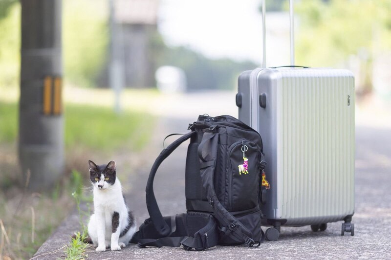 瀬戸内・猫旅の決定版! 廃校をリノベした「ネコノシマホステル」で過ごす至福の時間