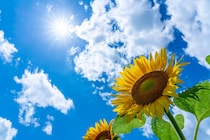 【更年期の夏バテ】うなぎは逆効果？体の「オーバーヒート」を防ぐ東洋医学の3つの習慣＆食事ルール