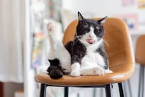蔵前・浅草の猫スポット巡り！ 大人向けカフェ＆ショップ案内