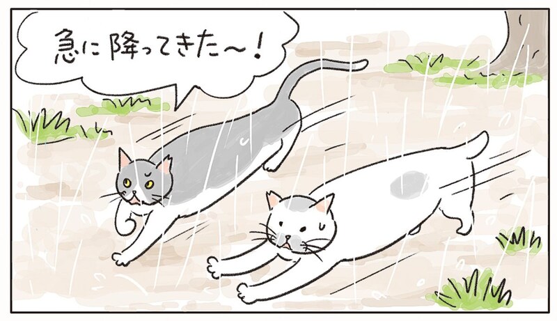 猫4コマ漫画「ねころびもひとしお」【雨宿り、失敗…?】