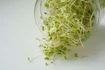 50代の肌と代謝を助ける最強の野菜【ブロッコリースプラウト】毎日じゃなくていい？ スギアカツキさんに聞いた効果的な摂取方法と選び方