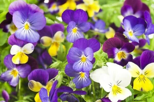 花言葉が「片思い」のお花には何がある? 意味も詳しくご紹介!
