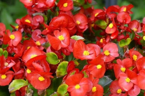 花言葉が「片思い」のお花には何がある？ 意味も詳しくご紹介！
