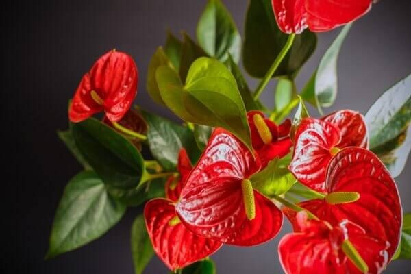 花言葉が「片思い」のお花には何がある? 意味も詳しくご紹介!
