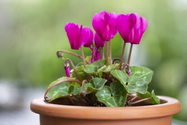 花言葉が「片思い」のお花には何がある? 意味も詳しくご紹介!