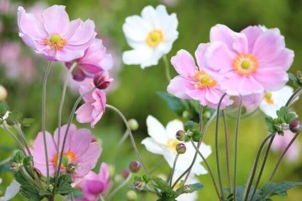 花言葉が「片思い」のお花には何がある? 意味も詳しくご紹介!