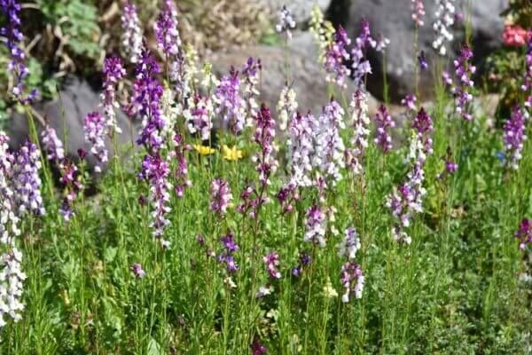 花言葉が「片思い」のお花には何がある? 意味も詳しくご紹介!