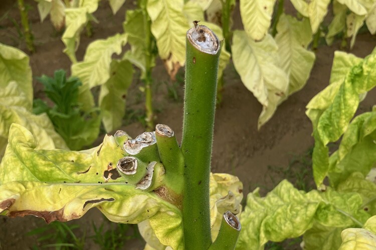 葉たばこの「心止め」