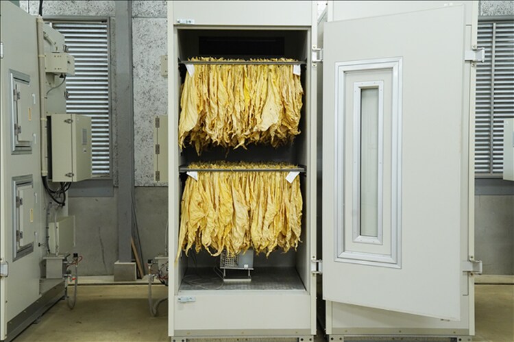 【取材レポート】JTの葉たばこ研究所に潜入！いつものおいしさの秘密が判明しました！